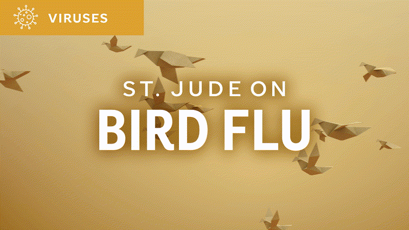 St. Jude on Bird Flu graphic