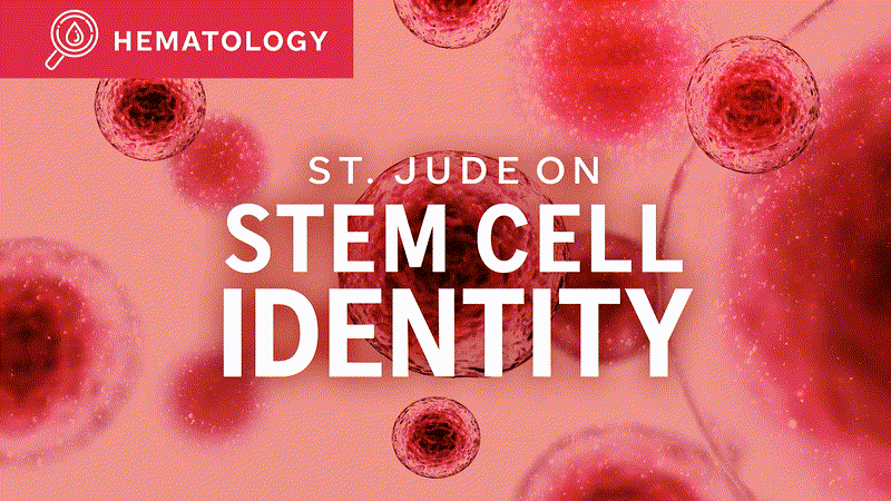 Stem Cell Identity image
