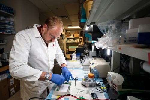 Male scientist at work in the lab