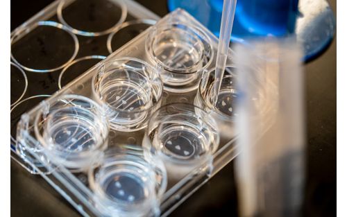 image of test tubes in lab