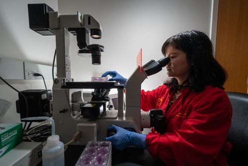 A scientist sits in front of a microscope to examine a sample with light shining behind her, illuminating the room in white light.