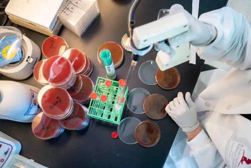 A picture of the counter in a lab with petri dishes and a scientist pipetting material into test tubes.