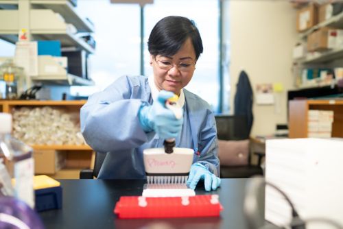 A scientist uses a multichannel pipette at the bench in the lab.