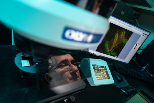 Scientist sitting in front of microscope and computer monitor examining a sample