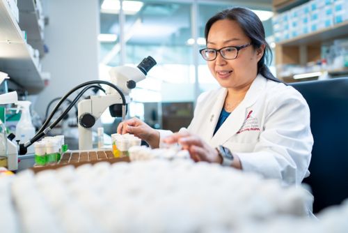 A scientist sits at a microscope at the bench in the lab.