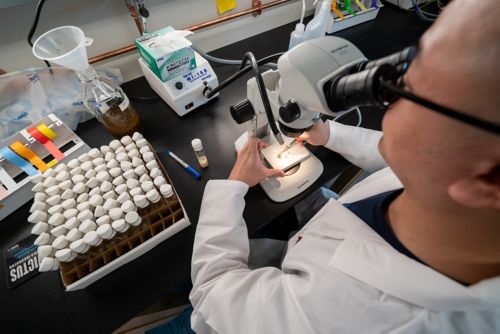 A scientist examines samples under a microscope, with a tray of test tubes next to him.