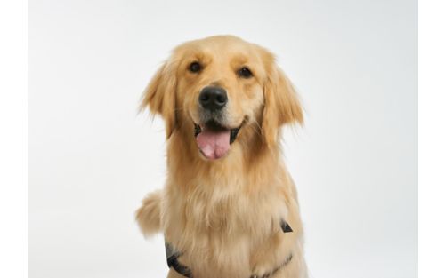 photo of facility dog Rosalie