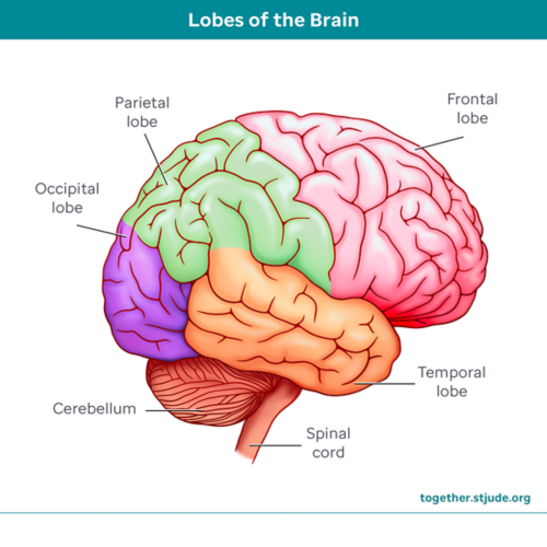 Different lobes of the brain