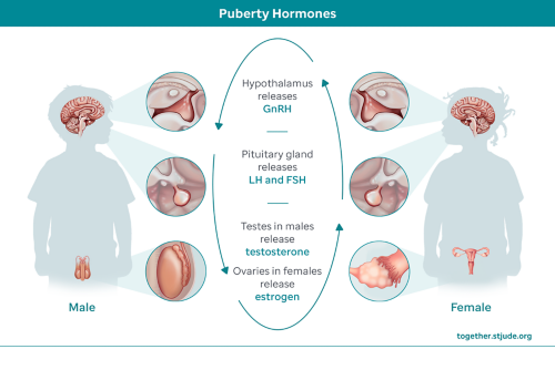 Puberty hormones in males and females