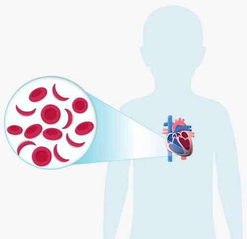 A graphic image magnifying the heart inside of a body