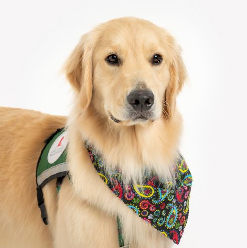 Rose, a Golden Retriever