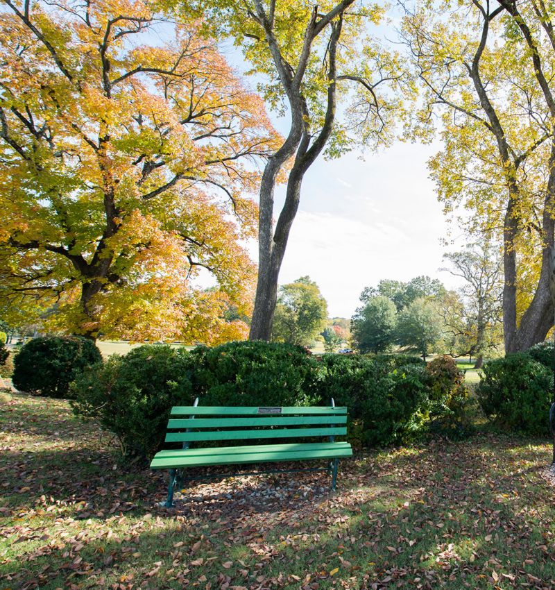 Photo of a green bench in Overton Park