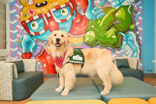 Rose, a Golden Retriever