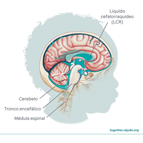 Anatomía del encéfalo: cerebelo, cerebro, ventrículos, meninges, componentes del tronco encefálico y médula espinal.