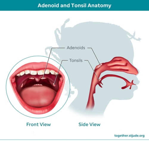 Adenoid and Tonsil Anatomy