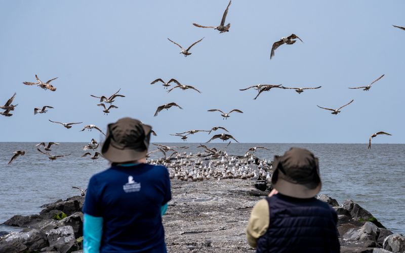 DeBeauchamp-Newman and McKenzie watch a group of shorebirds