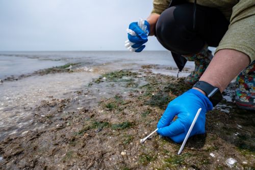 St. Jude scientists collect avian fecal samples from a beach