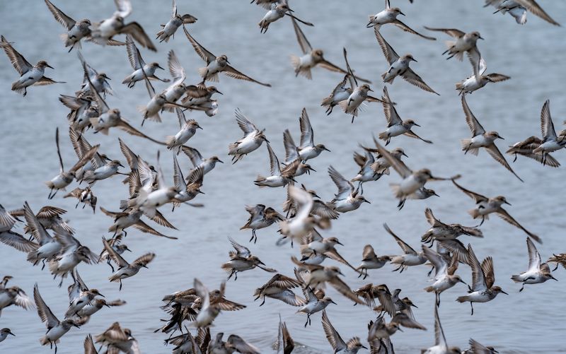 A flock of ruddy turnstones