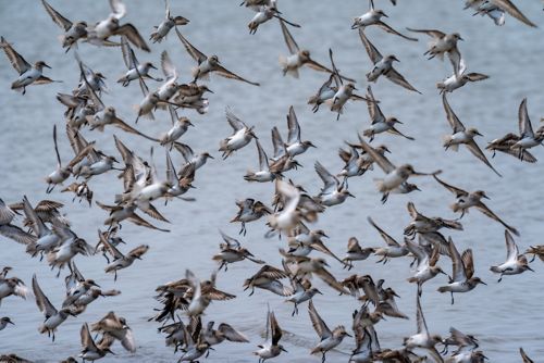 Ruddy turnstones in flight