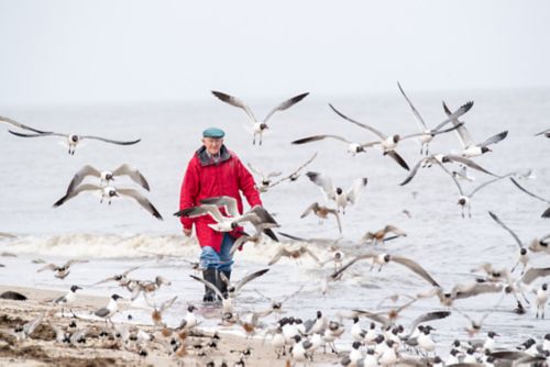 photo of man walking on seashore surrounded by gulls