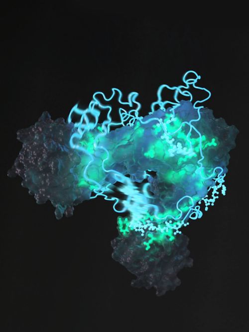 Microscopic Image of  protein