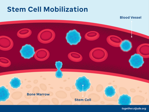 Ilustración de la movilización de células madre en la que se muestran la médula ósea, las células madre y los vasos sanguíneos.