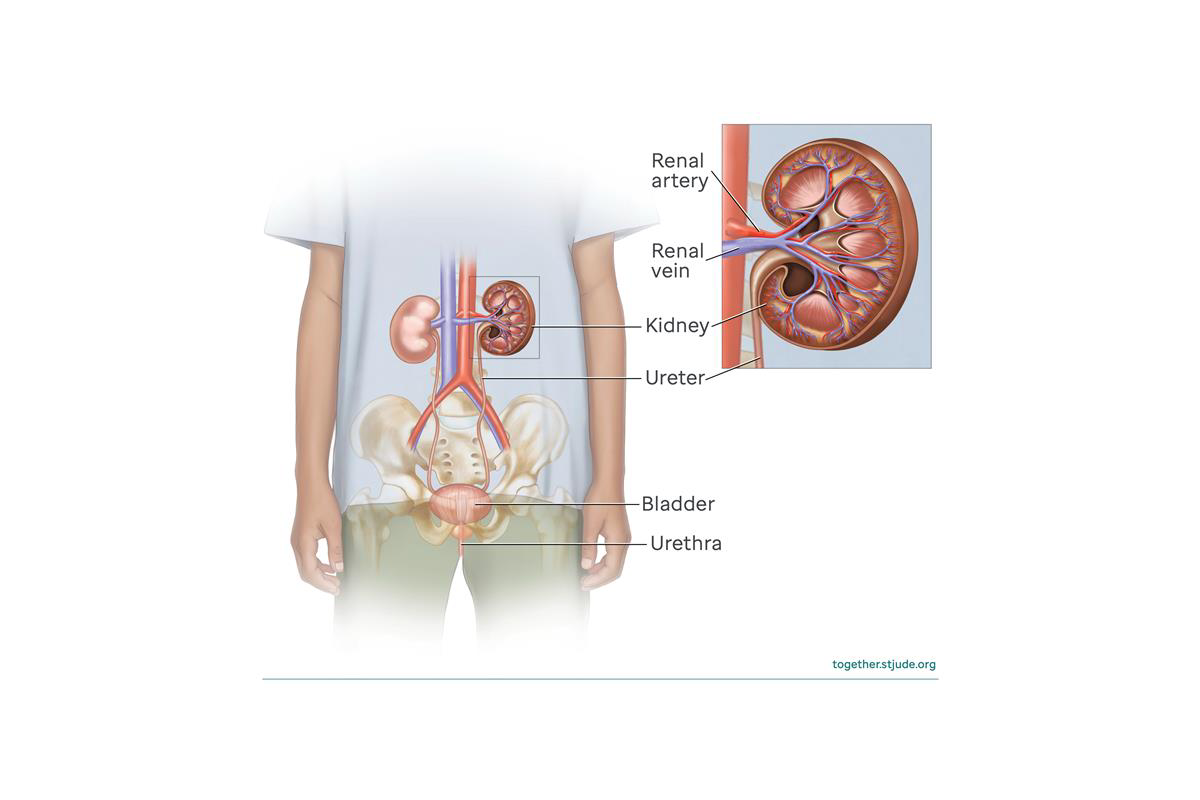 Como funciona a formação da urina no corpo humano, image size:1200x1200