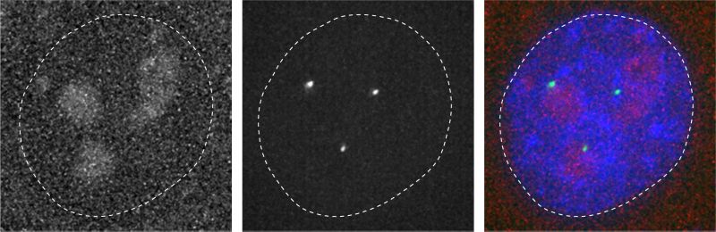 microscopic image of dna