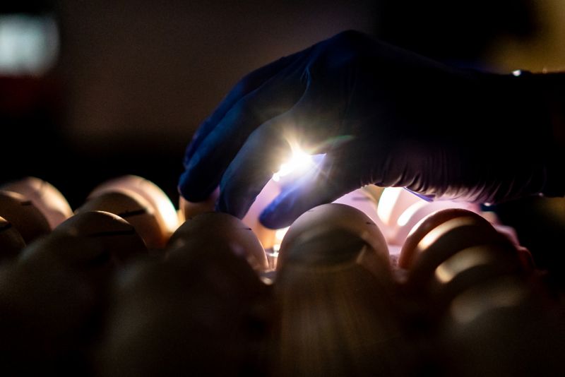 A researcher examines eggs before influenza innoculation