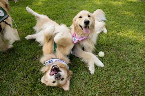Two Golden Retrievers playing outside
