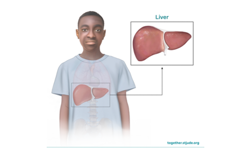 Illustration of a healthy liver