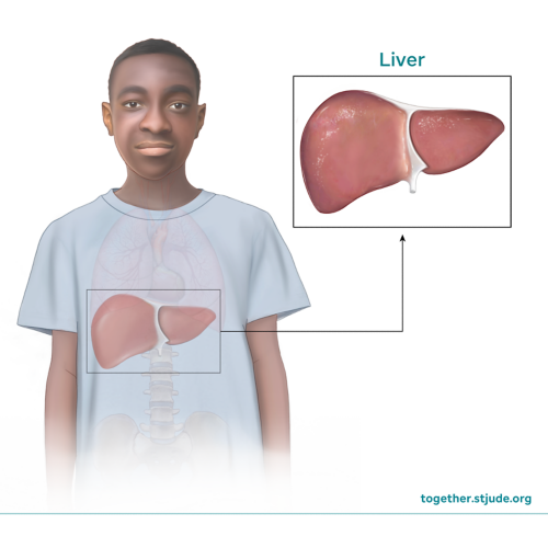 medical illustration showing location of the liver