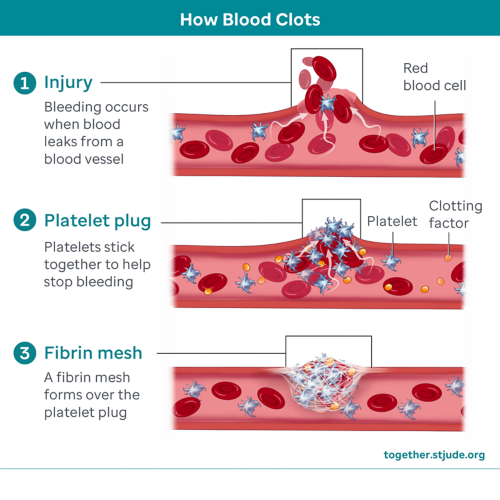 Illustration showing how blood clots after bleeding