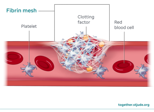 Illustration of fibrin mesh, clotting factor showing platelets and red blood cells