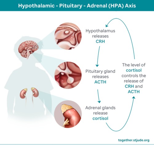 stress response system with brain, hypothalamus, pituitary gland, cortisol, adrenal gland