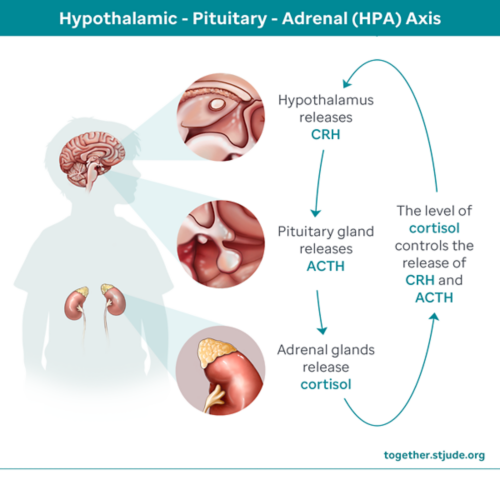 Adrenal (HPA) Axis