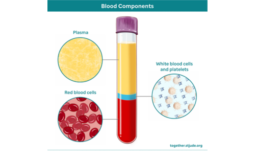 Medical illustration showing the components of the blood. 