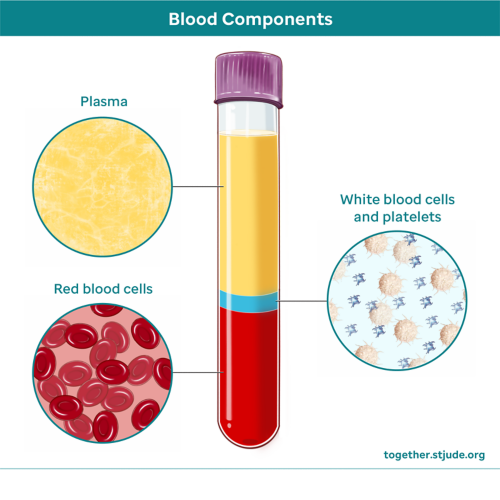 Graph showing structure of blood with red blood cells at bottom at 41%, white blood cells in middle making up about 4%, and plasma on top at 55%