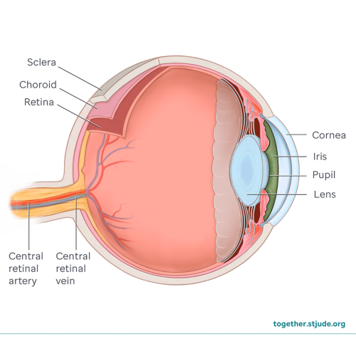 Eye anatomy showing cornea, iris, pupil, lens, sclera, choroid, retina, central retinal artery, and central retinal vein