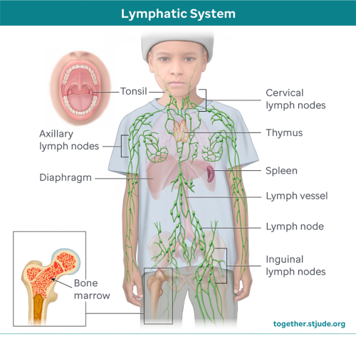 Illustration of the immune system of a child