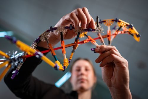 person working with model of genes