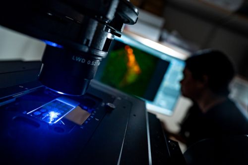 fluorescence microscopy 