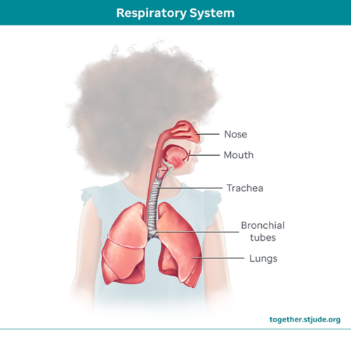 Respiratory system showing nose, mouth, trachea, bronchial tubes, and lungs