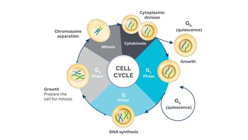 cyclin D and CDK4/6 control the critical transition from G1 to S phase in the cell cycle