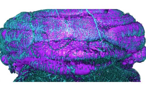 Discovery shows oxygen’s role in neuron development