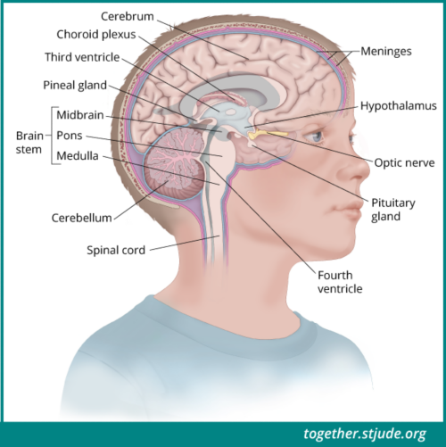 मस्तिष्क में शुरू होने वाले ट्यूमर को केंद्रीय मस्तिष्क का कैंसर कहा जाता है। ये मस्तिष्क या रीढ़ के अंदर की नस के अन्य भागों में फैल सकते हैं, लेकिन ये आमतौर पर शरीर के अन्य भागों में नहीं फैलते।