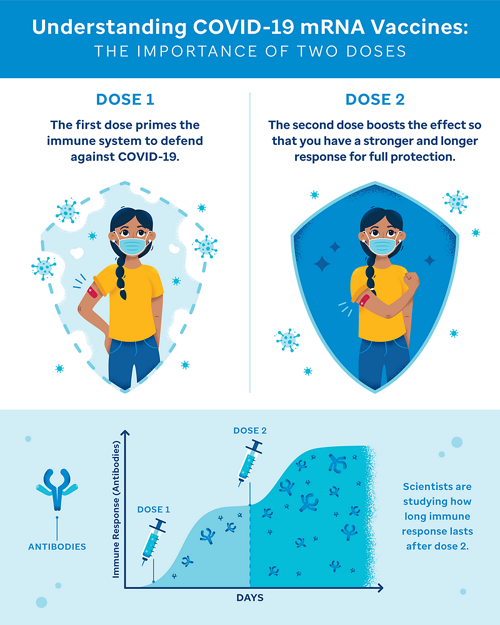For vaccines with two doses: the first dose primes the immune system to defend against COVID-19, and the second dose boosts the effect so that you have a stronger and longer response for full protection.