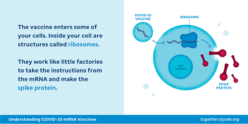 The vaccine enters some of your cells. Inside your cell are structures called ribosomes. They work like little factories to take the instructions from the mRNA and make the spike protein.