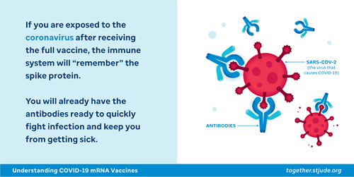 If you are exposed to the coronavirus after receiving full vaccine, the immune system will "remember" the spike protein. You will already have the antibodies ready to quickly fight infection and keep you from getting sick.
