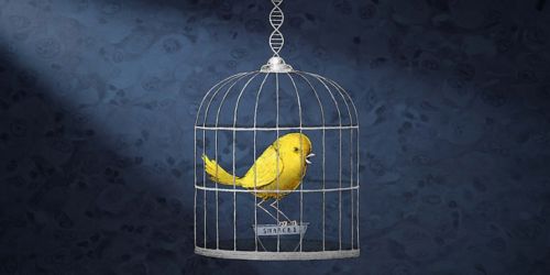 illustration of canary in cage